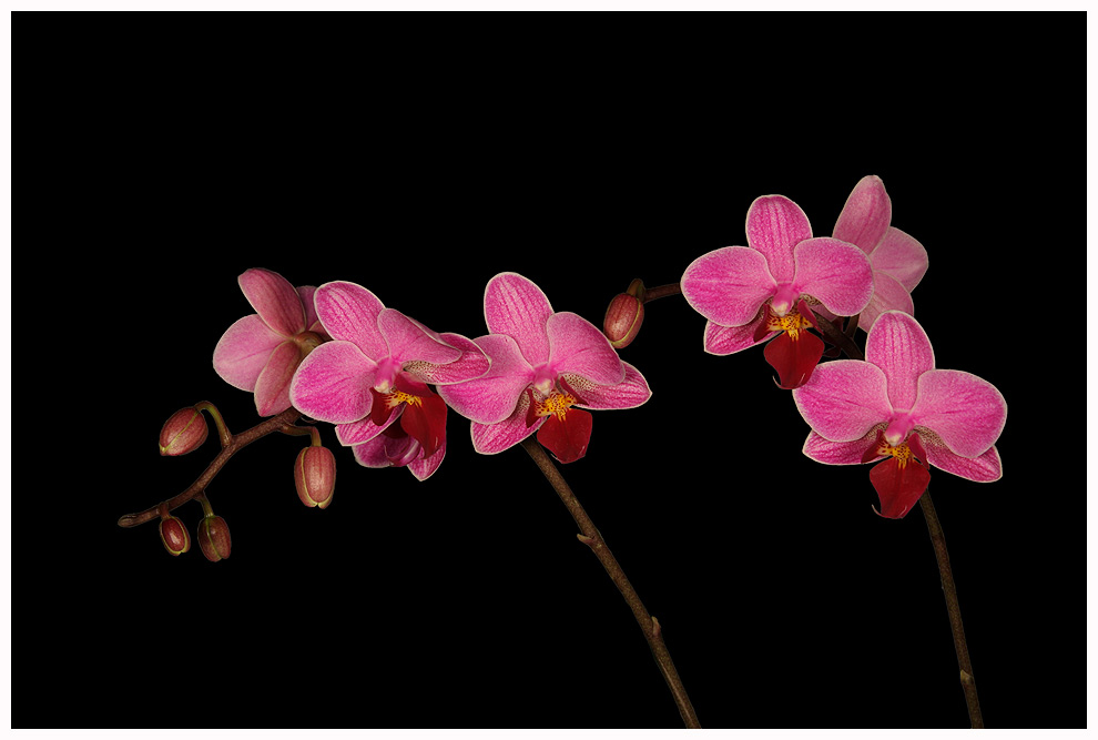 Orchids